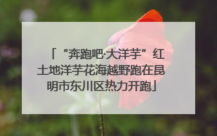“奔跑吧·大洋芋”红土地洋芋花海越野跑在昆明市东川区热力开跑