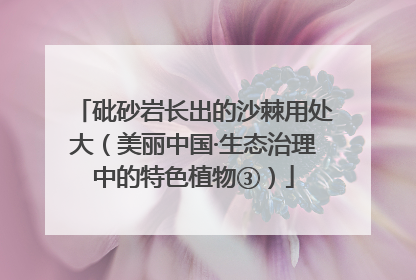 砒砂岩长出的沙棘用处大（美丽中国·生态治理中的特色植物③）