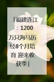 福建连江：1200万只海马历经8个月培育 迎来收获季