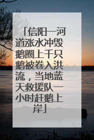 信阳一河道涨水冲毁鹅圈上千只鹅被卷入洪流，当地蓝天救援队一小时赶鹅上岸