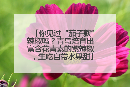 你见过“茄子款”辣椒吗？青岛培育出富含花青素的紫辣椒，生吃自带水果甜