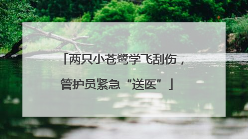 两只小苍鹭学飞刮伤，管护员紧急“送医”