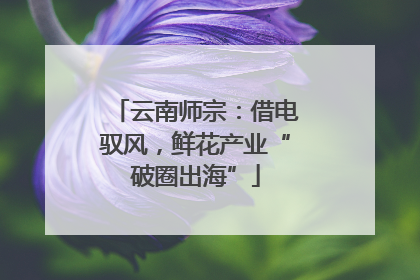 云南师宗：借电驭风，鲜花产业“破圈出海”