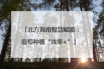 北方海南智慧赋能：葡萄种植“效率+”