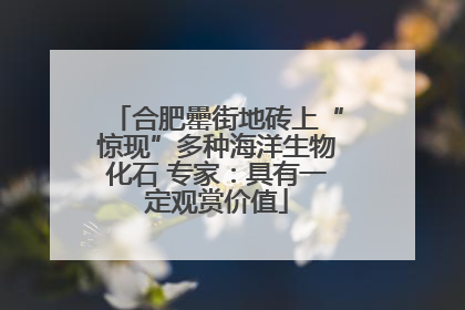 合肥罍街地砖上“惊现”多种海洋生物化石 专家：具有一定观赏价值