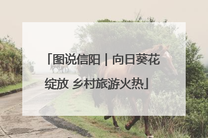 图说信阳｜向日葵花绽放 乡村旅游火热
