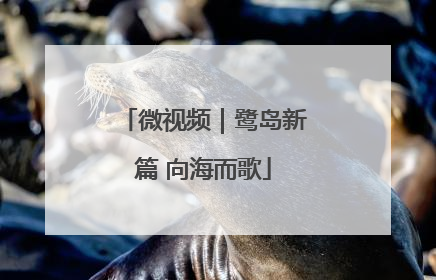 微视频｜鹭岛新篇 向海而歌