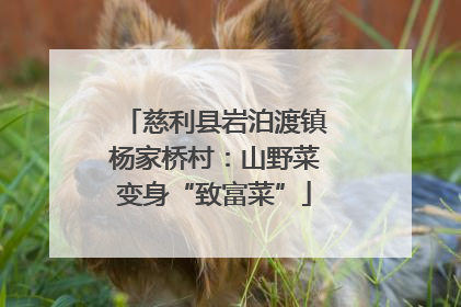慈利县岩泊渡镇杨家桥村：山野菜变身“致富菜”