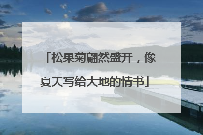 松果菊翩然盛开，像夏天写给大地的情书