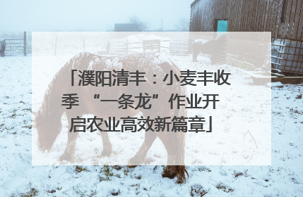 濮阳清丰：小麦丰收季 “一条龙”作业开启农业高效新篇章