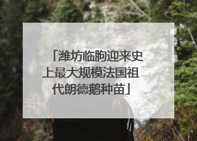 潍坊临朐迎来史上最大规模法国祖代朗德鹅种苗