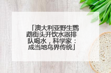 澳大利亚野生鹦鹉街头开饮水器排队喝水，科学家：成当地鸟界传统