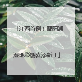 江西首例！鄱阳湖湿地彩鹮喜添新丁