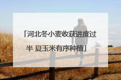 河北冬小麦收获进度过半 夏玉米有序种植