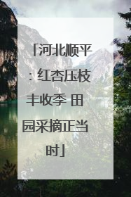 河北顺平：红杏压枝丰收季 田园采摘正当时