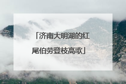 济南大明湖的红尾伯劳登枝高歌