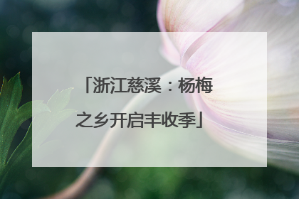 浙江慈溪：杨梅之乡开启丰收季