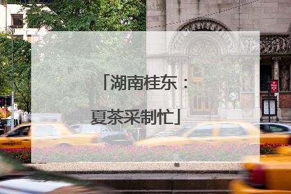 湖南桂东：夏茶采制忙