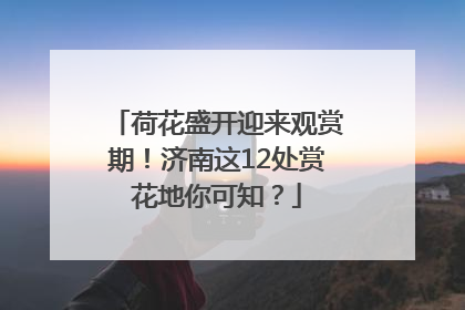 荷花盛开迎来观赏期！济南这12处赏花地你可知？