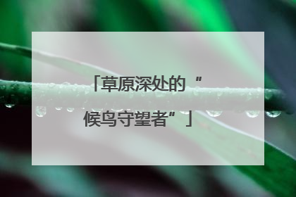 草原深处的“候鸟守望者”