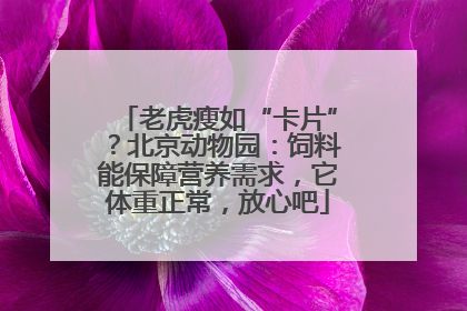 老虎瘦如“卡片”？北京动物园：饲料能保障营养需求，它体重正常，放心吧