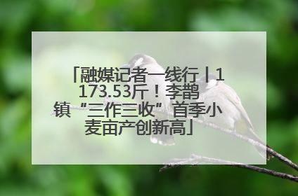融媒记者一线行丨1173.53斤！李鹊镇“三作三收”首季小麦亩产创新高