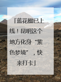 蓝花楹已上线！昆明这个地方化身“紫色梦境”，快来打卡