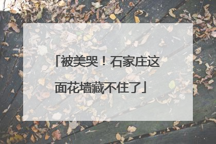 被美哭！石家庄这面花墙藏不住了