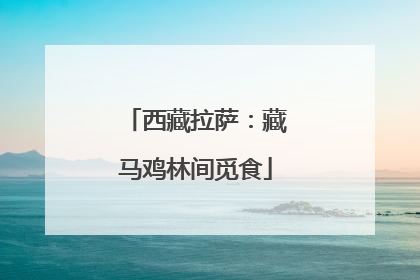 西藏拉萨：藏马鸡林间觅食