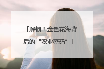 解锁！金色花海背后的“农业密码”