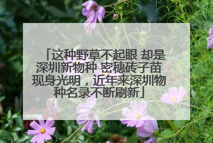 这种野草不起眼 却是深圳新物种 密穗砖子苗现身光明，近年来深圳物种名录不断刷新