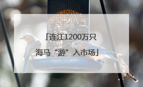 连江1200万只海马“游”入市场