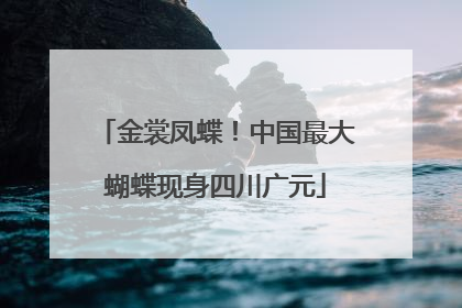 金裳凤蝶！中国最大蝴蝶现身四川广元