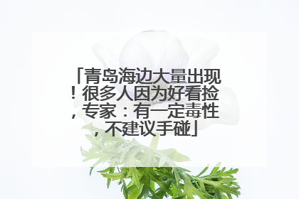 青岛海边大量出现！很多人因为好看捡，专家：有一定毒性，不建议手碰