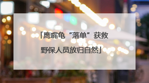 鹰嘴龟“落单”获救 野保人员放归自然